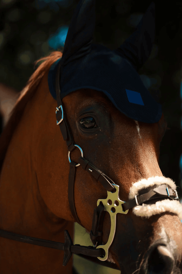 Horse - Meadows